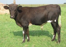 Delta Dianna Anna/CWR Quicksilver calf