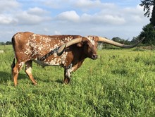 Coca Cola Cowboy