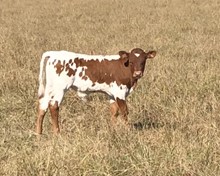 Dianna SA X DAH bullcalf