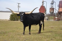 KCCI COCO